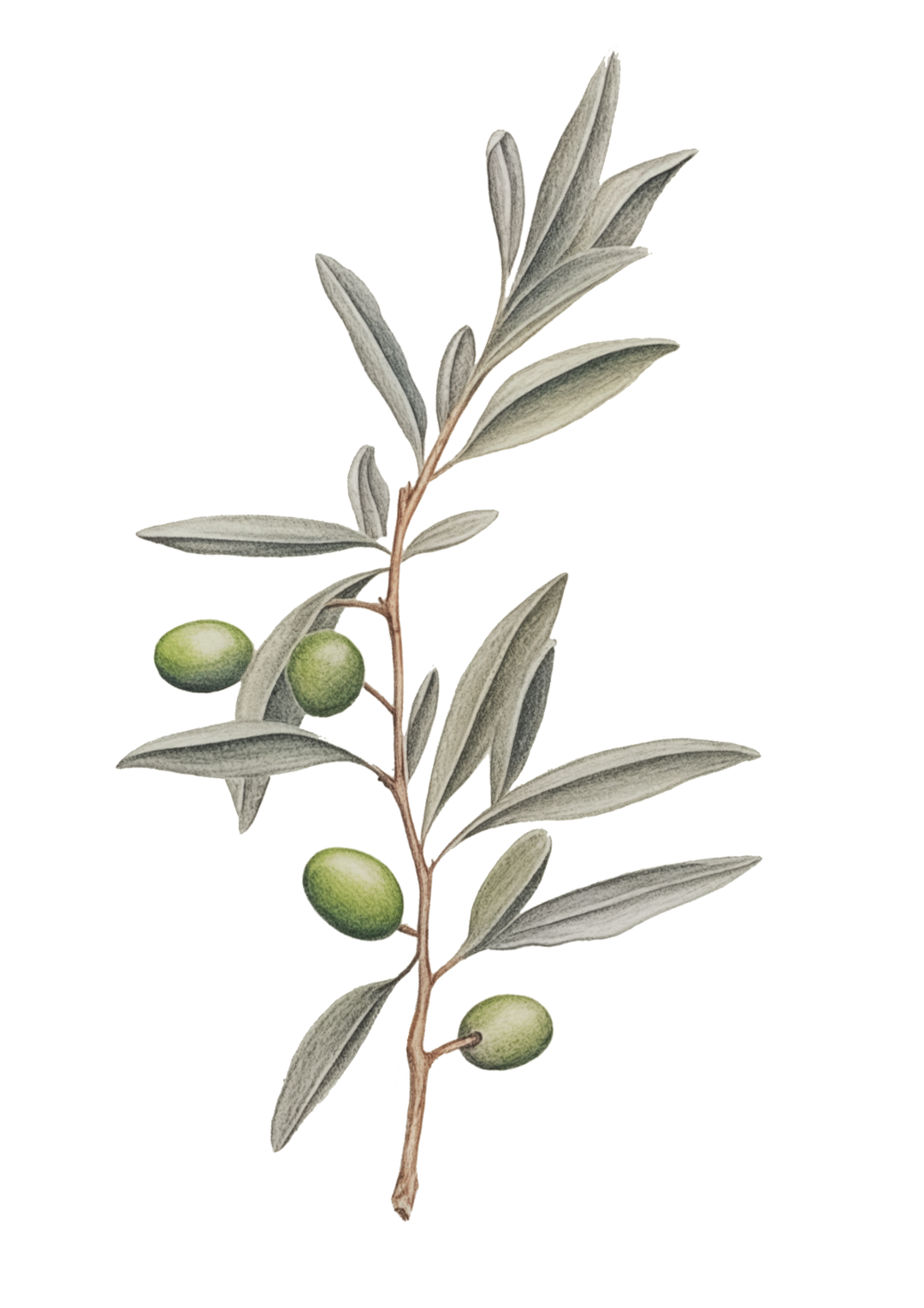 Olivenzweig