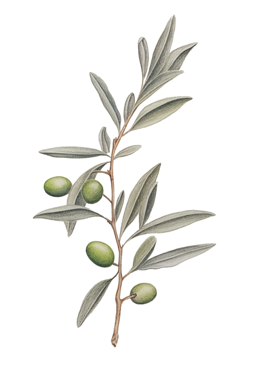 Olivenzweig